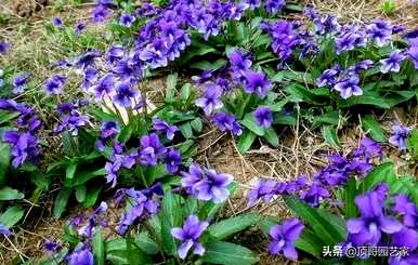 耐寒耐阴花卉办公室，喜阴耐寒花卉有哪些？