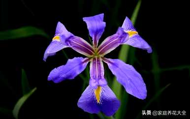 鸢尾花期多长，鸢尾花期多长