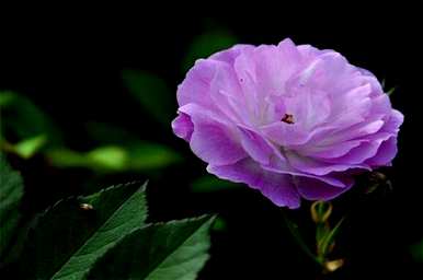 玫瑰真正的花语，玫瑰花语是什么？