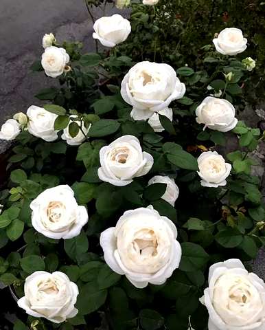 月季花的花语是什么，月季花的花语是什么意思？