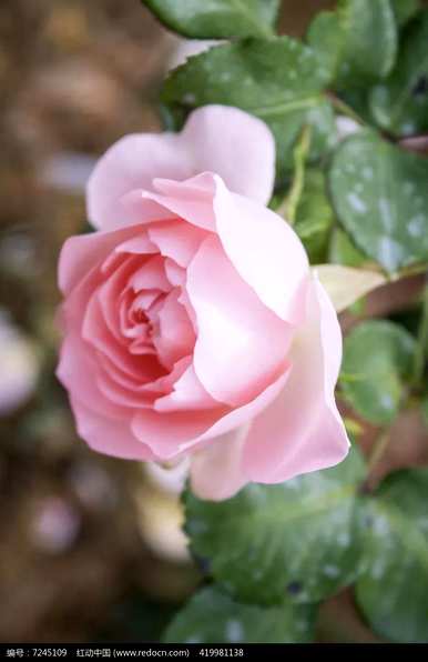 月季花的花语是什么，月季花的花语是什么意思？
