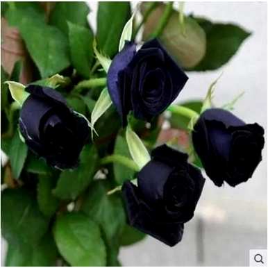 月季花的花语是什么，月季花的花语是什么意思？