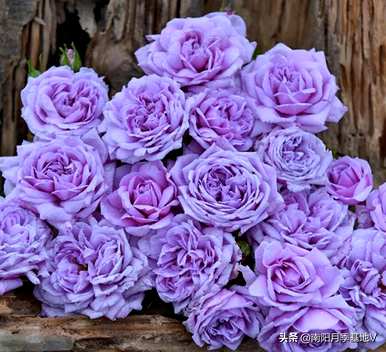 月季花的花语是什么，月季花的花语是什么意思？