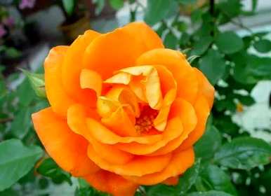 月季花的花语是什么，月季花的花语是什么意思？