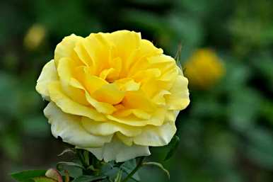 月季花的花语是什么，月季花的花语是什么意思？