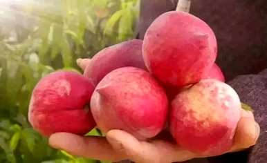修剪桃树需要注意什么？种植桃树需要注意什么？