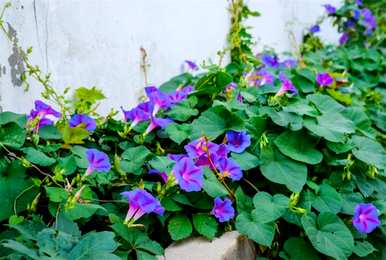 牵牛花的花语是什么，牵牛花的花语是什么？