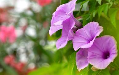 牵牛花的花语是什么，牵牛花的花语是什么？
