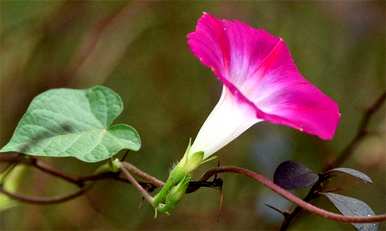 牵牛花的花语是什么，牵牛花的花语是什么？