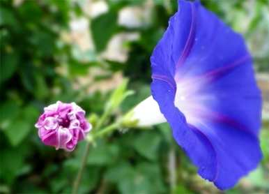 牵牛花的花语是什么，牵牛花的花语是什么？