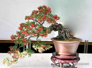 冬季移栽火棘需要注意什么？冬季如何维护火棘盆景？