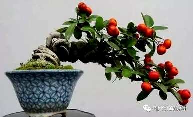 冬季移栽火棘需要注意什么？冬季如何维护火棘盆景？