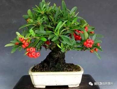 冬季移栽火棘需要注意什么？冬季如何维护火棘盆景？