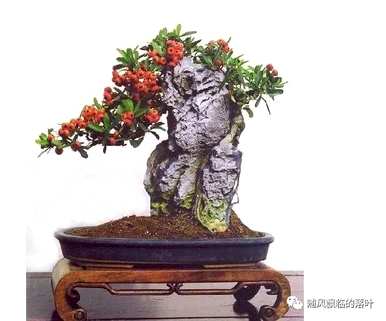冬季移栽火棘需要注意什么？冬季如何维护火棘盆景？