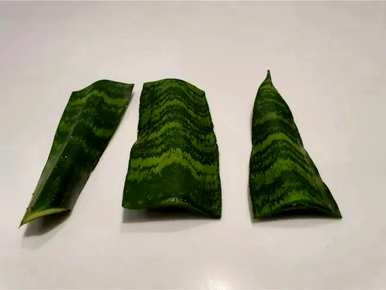 虎皮兰怎么扦插，虎皮兰怎么扦插繁殖？