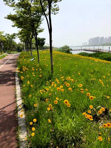 菊花种类大全名称，泡水菊花种类图片