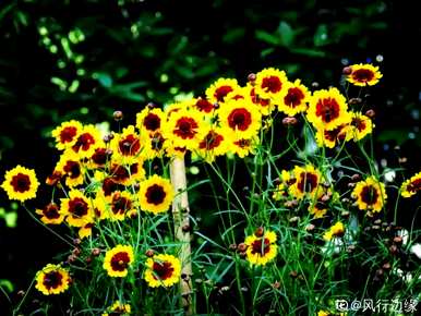 菊花种类大全名称，泡水菊花种类图片