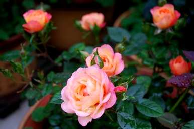 盆栽月季花好看，盆栽月季花怎么养才好？