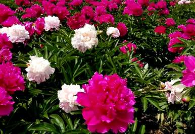 芍药种植技术栽培技术ゅ绉嶆\