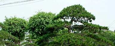 如何种植和管理五针松，如何培育五针松