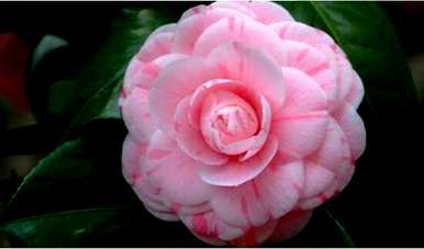 什么是雏菊语，什么是山茶花语？