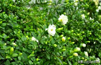常绿灌木有哪些树种，常绿灌木有哪些树种名称？