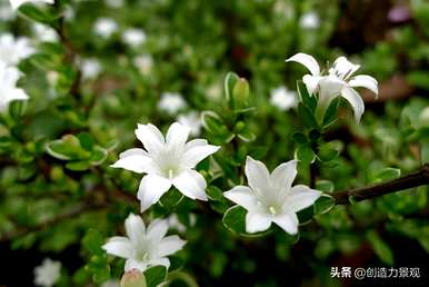 常绿灌木有哪些树种，常绿灌木有哪些树种名称？
