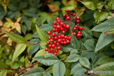 常绿灌木有哪些树种，常绿灌木有哪些树种名称？