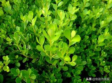 常绿灌木有哪些树种，常绿灌木有哪些树种名称？