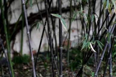 盆景竹的种类有哪些？竹盆景修剪方法图