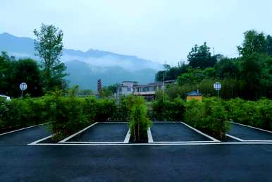 盆景竹的种类有哪些？竹盆景修剪方法图
