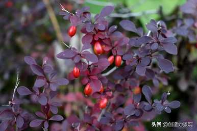 常绿灌木有哪些树种，常绿灌木有哪些树种名称？