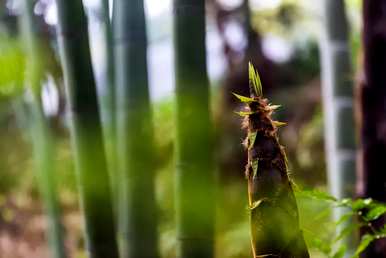 盆景竹的种类有哪些？竹盆景修剪方法图