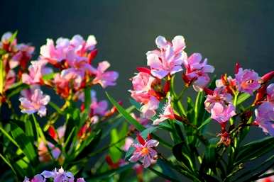 夹竹桃花语是什么意思？夹竹桃精灵王绮丽花语
