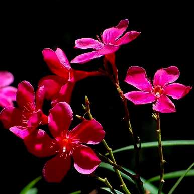 夹竹桃花语是什么意思？夹竹桃精灵王绮丽花语
