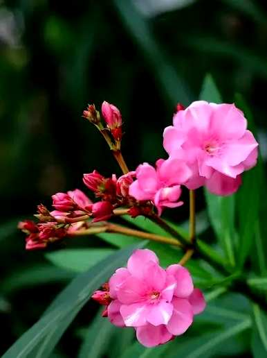 夹竹桃花语是什么意思？夹竹桃精灵王绮丽花语