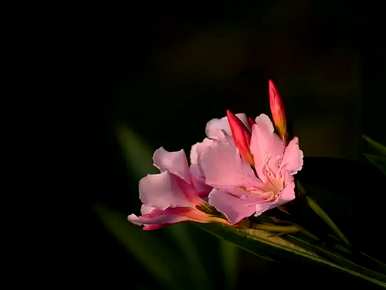 夹竹桃花语是什么意思？夹竹桃精灵王绮丽花语