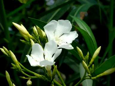 夹竹桃花语是什么意思？夹竹桃精灵王绮丽花语