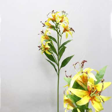 白百合是什么意思，白百合是什么意思？