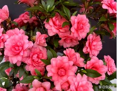 杜鹃花的叶子掉了还能救吗？杜鹃花的叶子掉了还能救吗？
