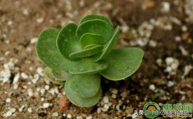 金钱木的养殖方法及注意事项，讲解金钱木多肉植物的养殖方法