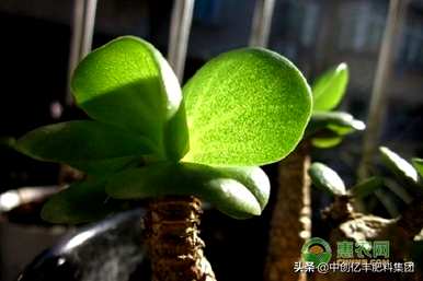 金钱木的养殖方法及注意事项，讲解金钱木多肉植物的养殖方法
