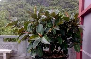 如何将橡皮树修剪成棒棒糖形状，修剪橡皮树的最佳时间和方法