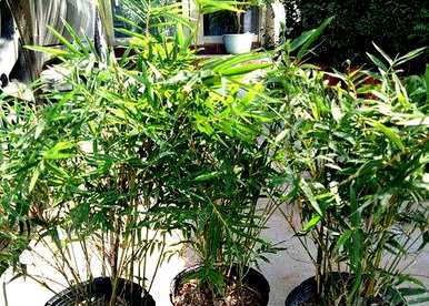 凤尾竹怎么养才茂盛？家里阳台上的凤尾竹茂盛