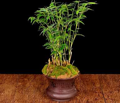 凤尾竹怎么养才茂盛？家里阳台上的凤尾竹茂盛