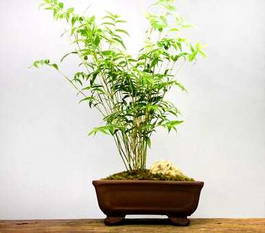 凤尾竹怎么养才茂盛？家里阳台上的凤尾竹茂盛
