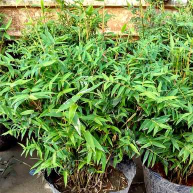凤尾竹怎么养才茂盛？家里阳台上的凤尾竹茂盛