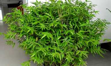 凤尾竹怎么养才茂盛？家里阳台上的凤尾竹茂盛