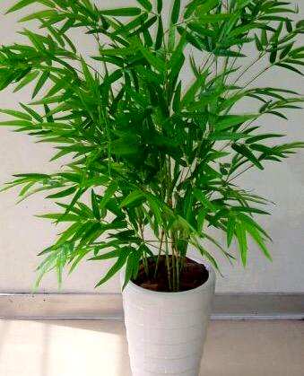 凤尾竹怎么养才茂盛？家里阳台上的凤尾竹茂盛