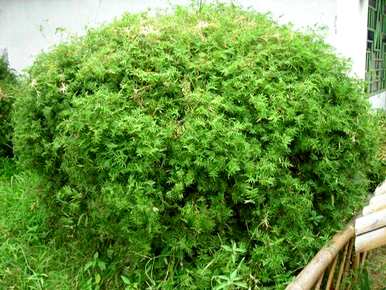 凤尾竹怎么养才茂盛？家里阳台上的凤尾竹茂盛